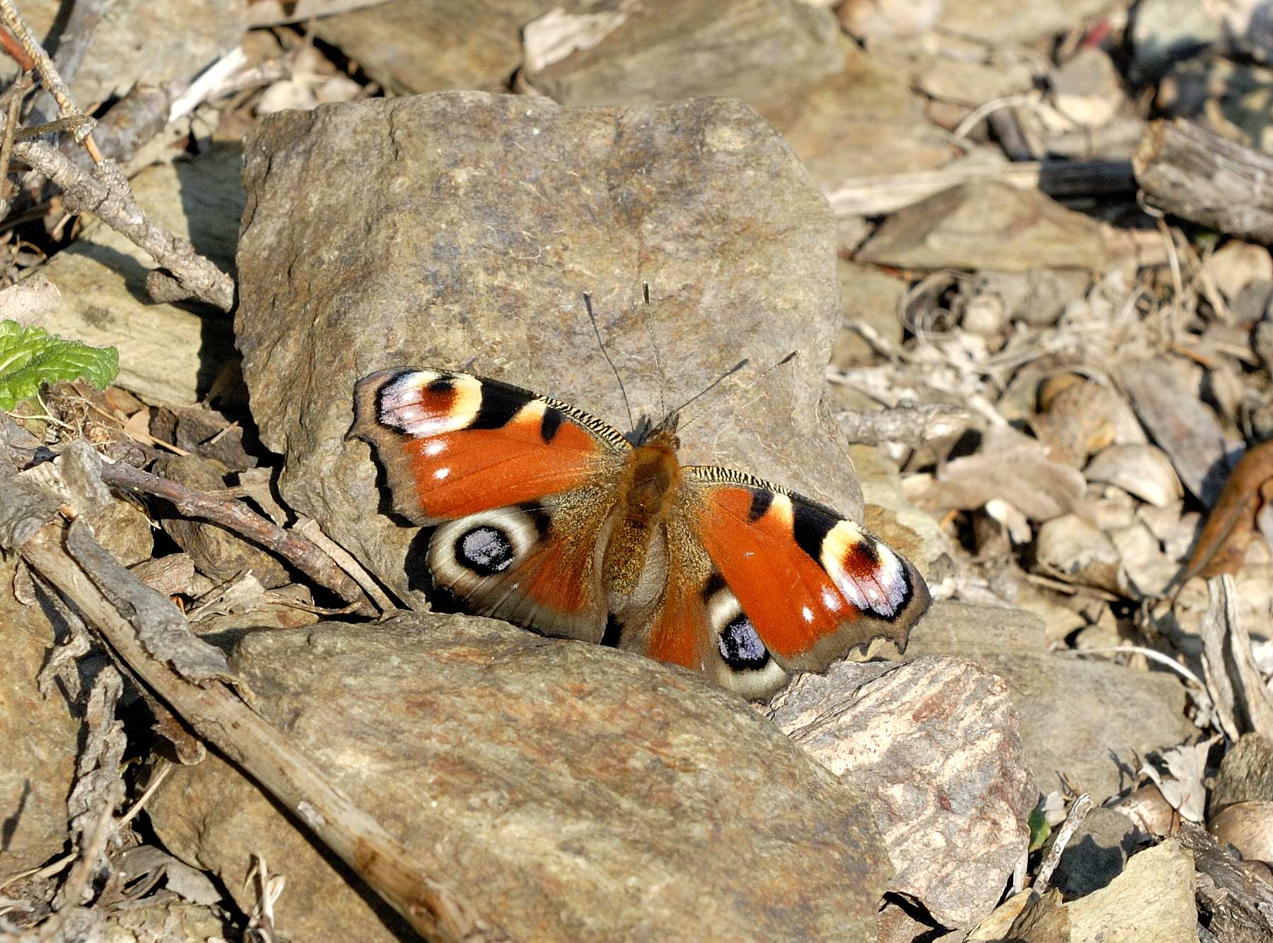 babočka.jpg